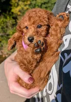 Grape 🍇, a female Poodle - Toy  for sale in Meta, MO – 6 of 10