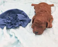 Caleb 🩵, a male Poodle - Miniature  for sale in Meta, MO – 4 of 10