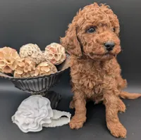 Buzz 🤍, a male Poodle - Miniature  for sale in Meta, MO – 5 of 10
