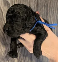 Mufasa 💙, a male Poodle - Miniature  for sale in Meta, MO – 3 of 10