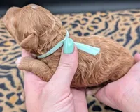 Linus 💚, a male Poodle - Toy  for sale in Meta, MO – 7 of 10