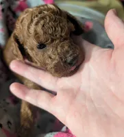 Buzz 🤍, a male Poodle - Miniature  for sale in Meta, MO – 2 of 10