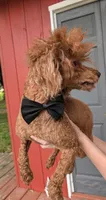 Winston , a male Poodle - Miniature  for sale in Meta, MO – 9 of 10