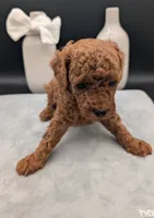 Cal 🤍, a male Poodle - Miniature  for sale in Meta, MO – 3 of 10