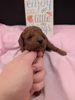 Bo Peep 🩷, a female Poodle - Miniature  for sale in Meta, MO – 10 of 10