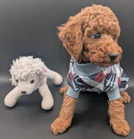 Buzz 🤍, a male Poodle - Miniature  for sale in Meta, MO – 5 of 10