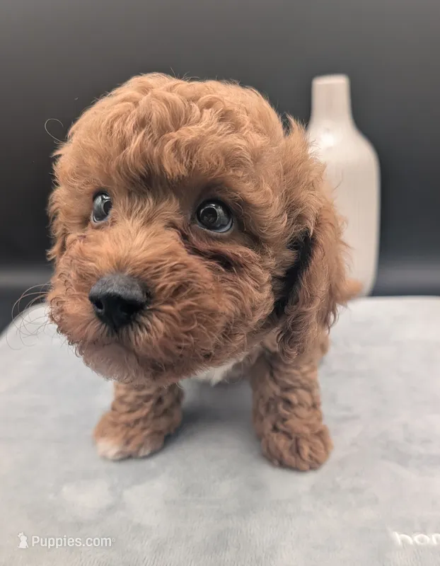 Snoopy 🖤 – Poodle - Toy  puppy for sale in Meta, MO