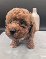 Snoopy 🖤, a male Poodle - Toy  for sale in Meta, MO – 1 of 10