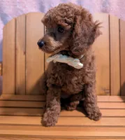Jessie 💛, a female Poodle - Miniature  for sale in Meta, MO – 7 of 10