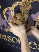 Grape 🍇, a female Poodle - Toy  for sale in Meta, MO – 4 of 10
