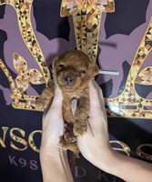 Mohawk 🩶, a male Poodle - Miniature  for sale in Meta, MO – 6 of 10