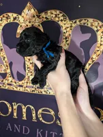 Mufasa 💙, a male Poodle - Miniature  for sale in Meta, MO – 5 of 10