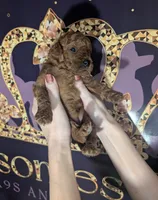 Nala 🩷, a female Poodle - Miniature  for sale in Meta, MO – 6 of 10