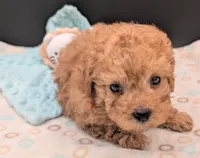 Bamm Bamm 🧡, a male Poodle - Toy  for sale in Meta, MO – 3 of 10