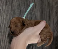 Green 🍏, a male Poodle - Toy  for sale in Meta, MO – 1 of 10