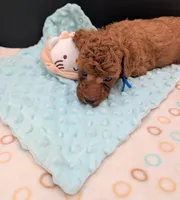 Blueberry 🫐, a male Poodle - Toy  for sale in Meta, MO – 4 of 10