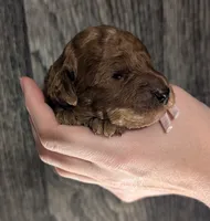 Watermelon 🍉, a female Poodle - Toy  for sale in Meta, MO – 8 of 10