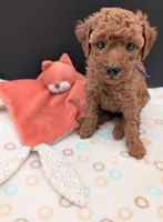 Grape 🍇, a female Poodle - Toy  for sale in Meta, MO – 7 of 10