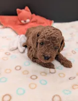 Bo Peep 🩷, a female Poodle - Miniature  for sale in Meta, MO – 8 of 10