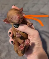 Pumpkin 🧡, a female Poodle - Toy  for sale in Meta, MO – 4 of 10