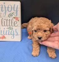 Bamm Bamm 🧡, a male Poodle - Toy  for sale in Meta, MO – 5 of 10