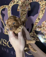 Pixie 🩷, a female Poodle - Miniature  for sale in Meta, MO – 6 of 10