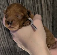 Mohawk 🩶, a male Poodle - Miniature  for sale in Meta, MO – 3 of 10