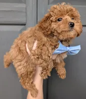 Betty 🩵, a female Poodle - Toy  for sale in Meta, MO – 8 of 10
