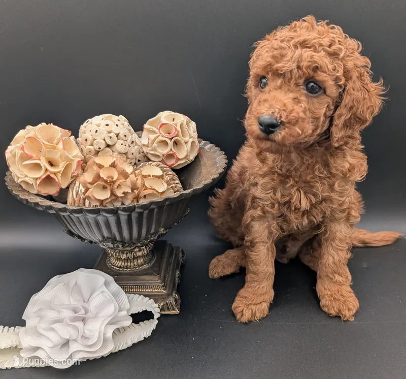 Buzz 🤍 – Poodle - Miniature  puppy for sale in Meta, MO
