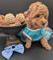 Betty 🩵, a female Poodle - Toy  for sale in Meta, MO – 10 of 10