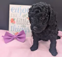 Sarabi 💜, a female Poodle - Miniature  for sale in Meta, MO – 9 of 10