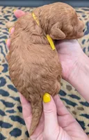 Charlie Brown 💛, a male Poodle - Toy  for sale in Meta, MO – 2 of 10