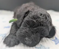 Adam 💚, a  Poodle - Miniature  for sale in Meta, MO – Photo 10 of 10