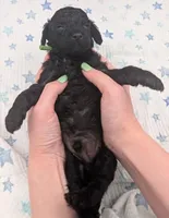 Adam 💚, a  Poodle - Miniature  for sale in Meta, MO – Photo 2 of 10