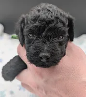 Adam 💚, a  Poodle - Miniature  for sale in Meta, MO – Photo 8 of 10