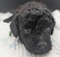 Adam 💚, a  Poodle - Miniature  for sale in Meta, MO – Photo 9 of 10