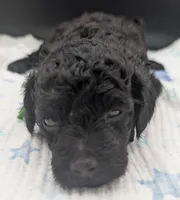 Adam 💚, a  Poodle - Miniature  for sale in Meta, MO – Photo 5 of 10