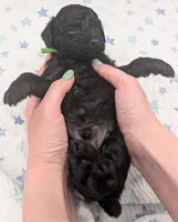 Adam 💚, a  Poodle - Miniature  for sale in Meta, MO – Photo 1 of 10