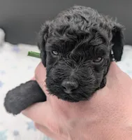 Adam 💚, a  Poodle - Miniature  for sale in Meta, MO – Photo 6 of 10
