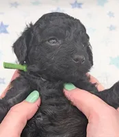 Adam 💚, a  Poodle - Miniature  for sale in Meta, MO – Photo 3 of 10