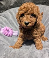 Sophie 💜, a female Poodle - Miniature  for sale in Meta, MO – 9 of 10