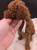 Watermelon 🍉, a female Poodle - Toy  for sale in Meta, MO – 10 of 10