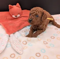 Jessie 💛, a female Poodle - Miniature  for sale in Meta, MO – 8 of 10