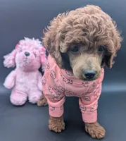 Bo Peep 🩷, a female Poodle - Miniature  for sale in Meta, MO – 3 of 10