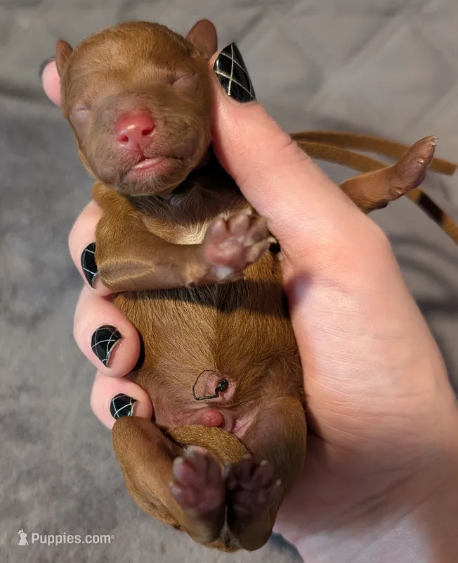 All Spice 🤎 – Poodle - Toy  puppy for sale in Meta, MO