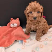 Raspberry 🩷, a female Poodle - Toy  for sale in Meta, MO – 5 of 10