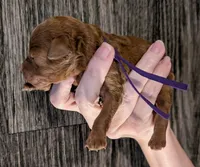Grape 🍇, a female Poodle - Toy  for sale in Meta, MO – 9 of 10