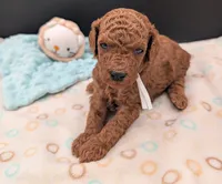 Buzz 🤍, a male Poodle - Miniature  for sale in Meta, MO – 4 of 10