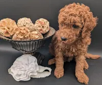 Buzz 🤍, a male Poodle - Miniature  for sale in Meta, MO – 6 of 10
