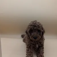 Maple 🍁, a female Poodle - Toy  for sale in Meta, MO – Photo 4 of 10